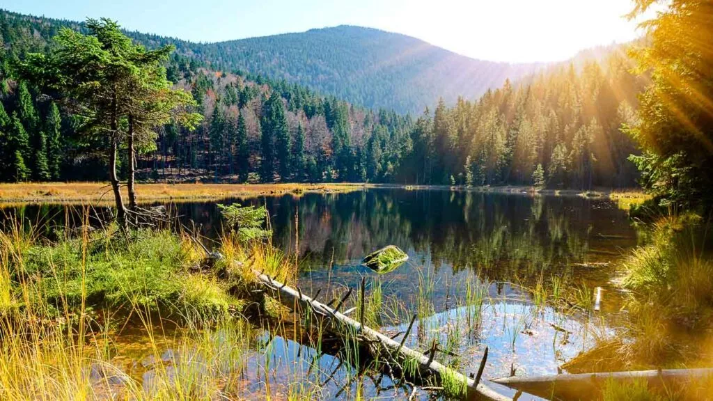 Bayerischer Wald Reise Planen