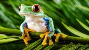 costa rica urlaub planen Costa Rica Urlaub Planen