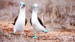 Ecuador Reise Planen