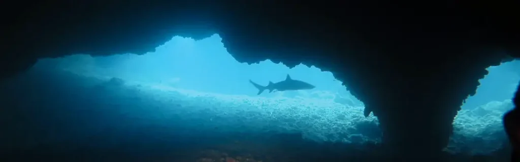 malapascua tauchen gato island hoehle shark 2