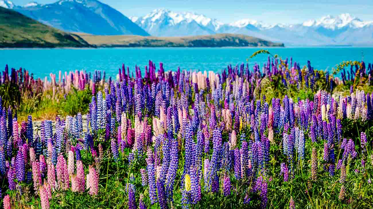 Neuseeland Reise Planen