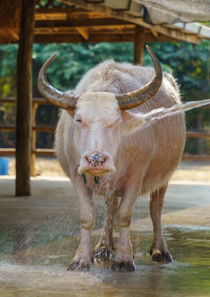 laos luang prabang laos buffalo dairy