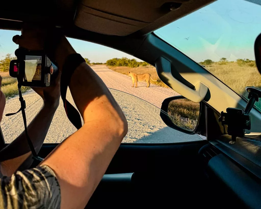 als selbstfahrer loewen fotografieren im etosha nationalpark