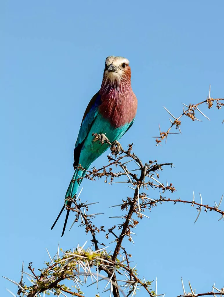 bunter gabelracke vogel im etosha nationalpark