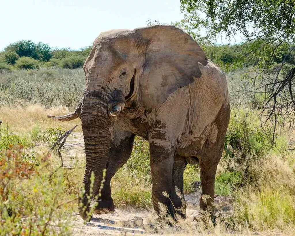 elefantenbulle neben der strasse im etosha nationalpark