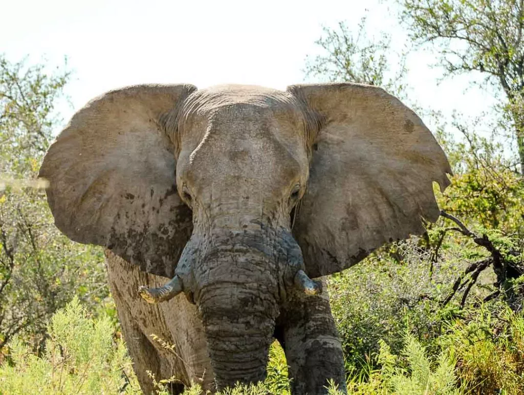 elefantenbulle streift alleine durch etosha nationalpark