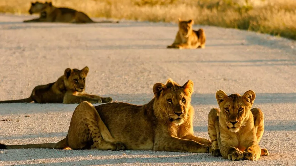 Etosha Nationalpark In Nambia Loewen Getroffen Bei Selbstfahrer Safari