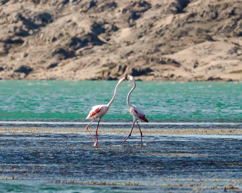 Flamingos Im Tsau Khaeb National Park Luederitz