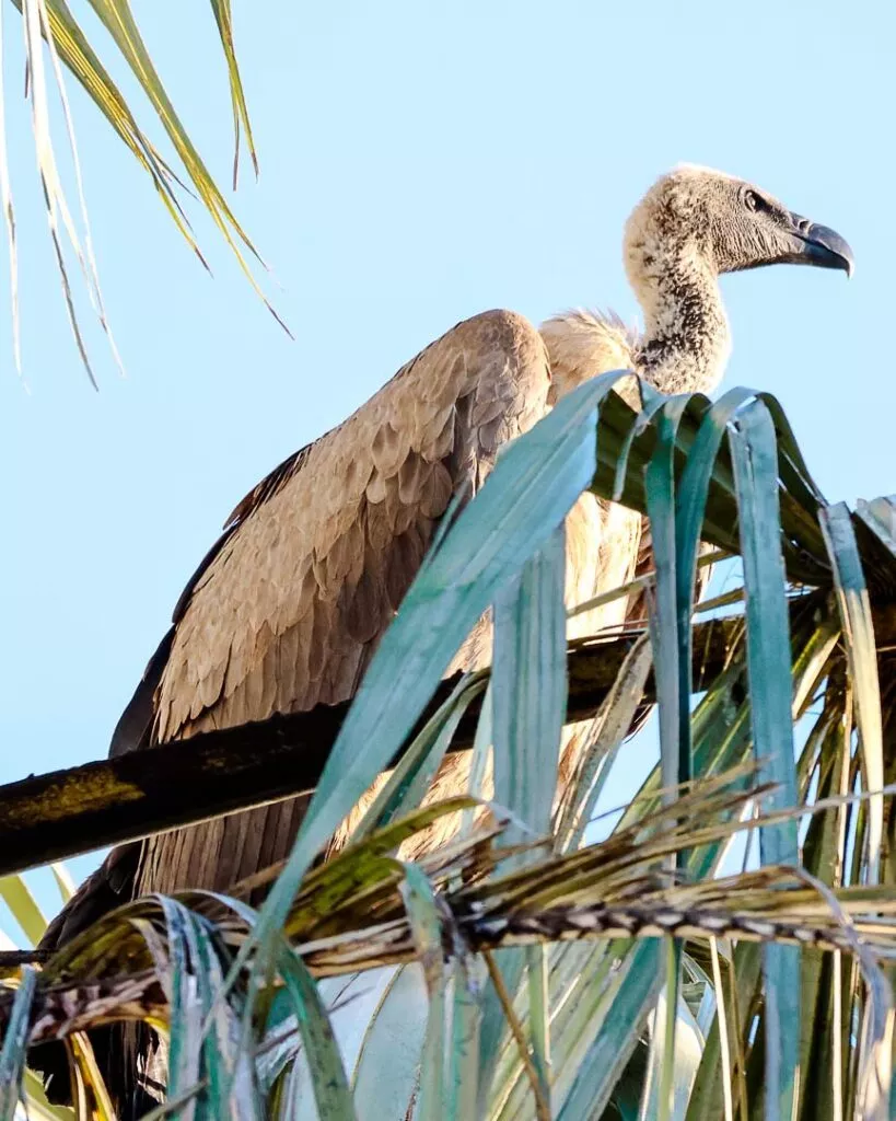 geier bei game drive in namibia