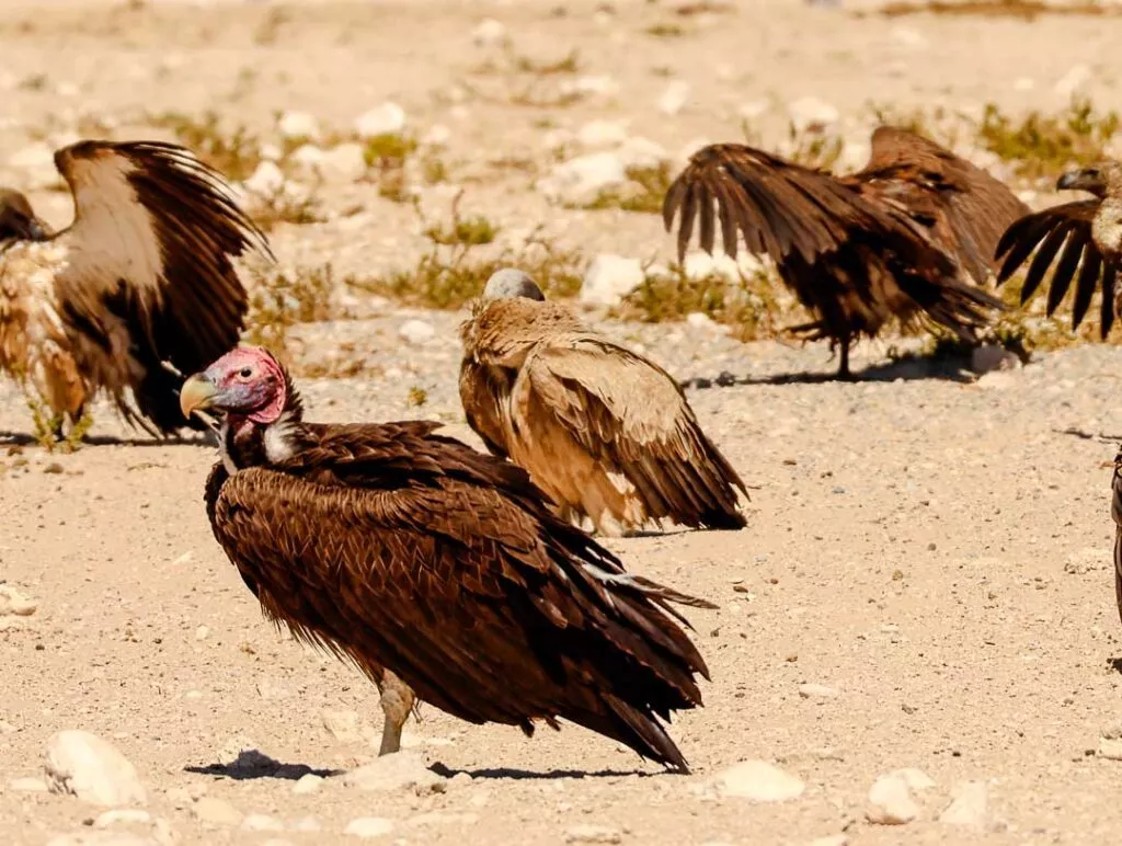 geier warten auf aas am wasserloch safari im etosha nationalpark