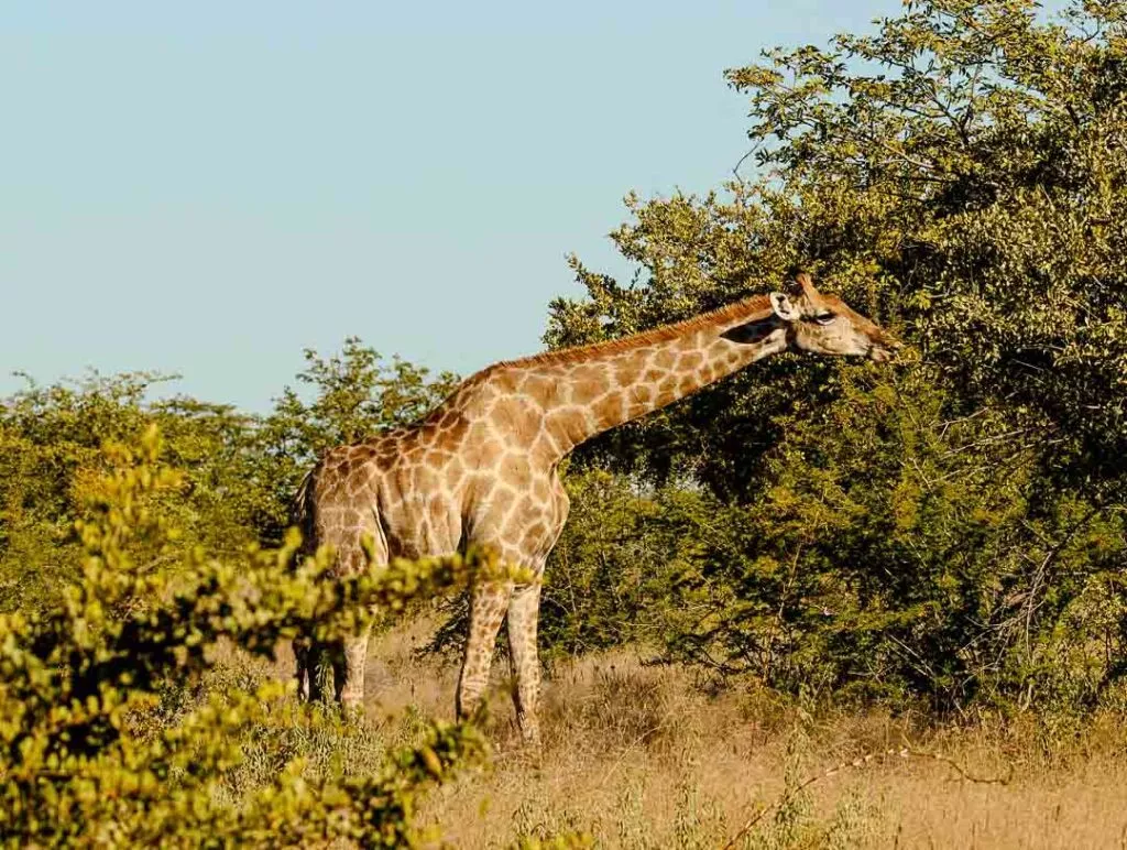 giraffe frisst gruene blaetter im etosha nationalpark