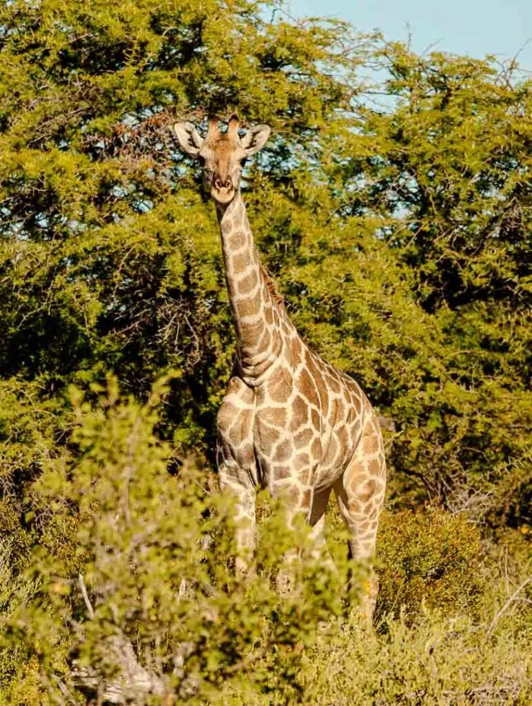 giraffe neben der strasse im etosha nationalpark