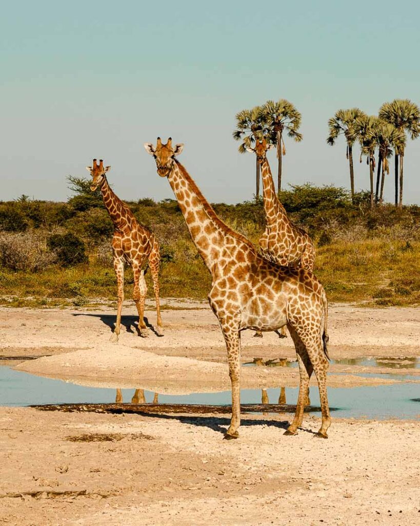 Giraffen Im Onguma Nature Reserve Beim Wasserloch
