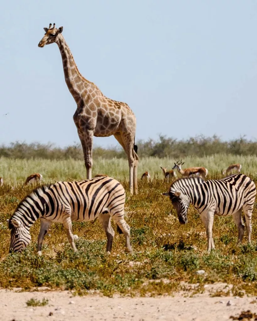 giraffen und zebras schoene tiervielfalt im etosha