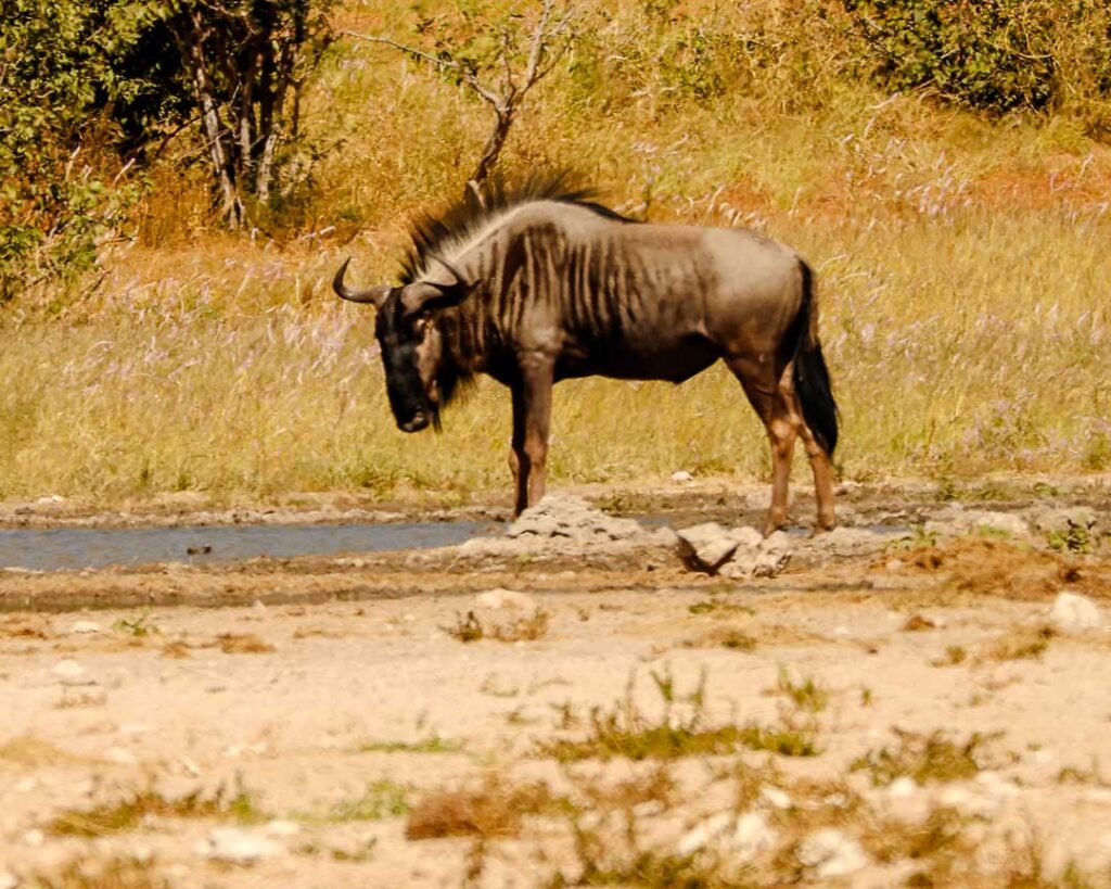 Gnu Beim Wasserloch Im Etosha Nationalpark Namibia