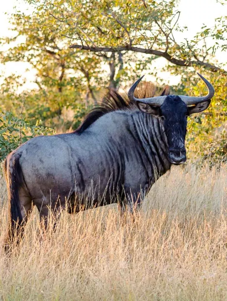 gnu im etosha nationalpark namibia