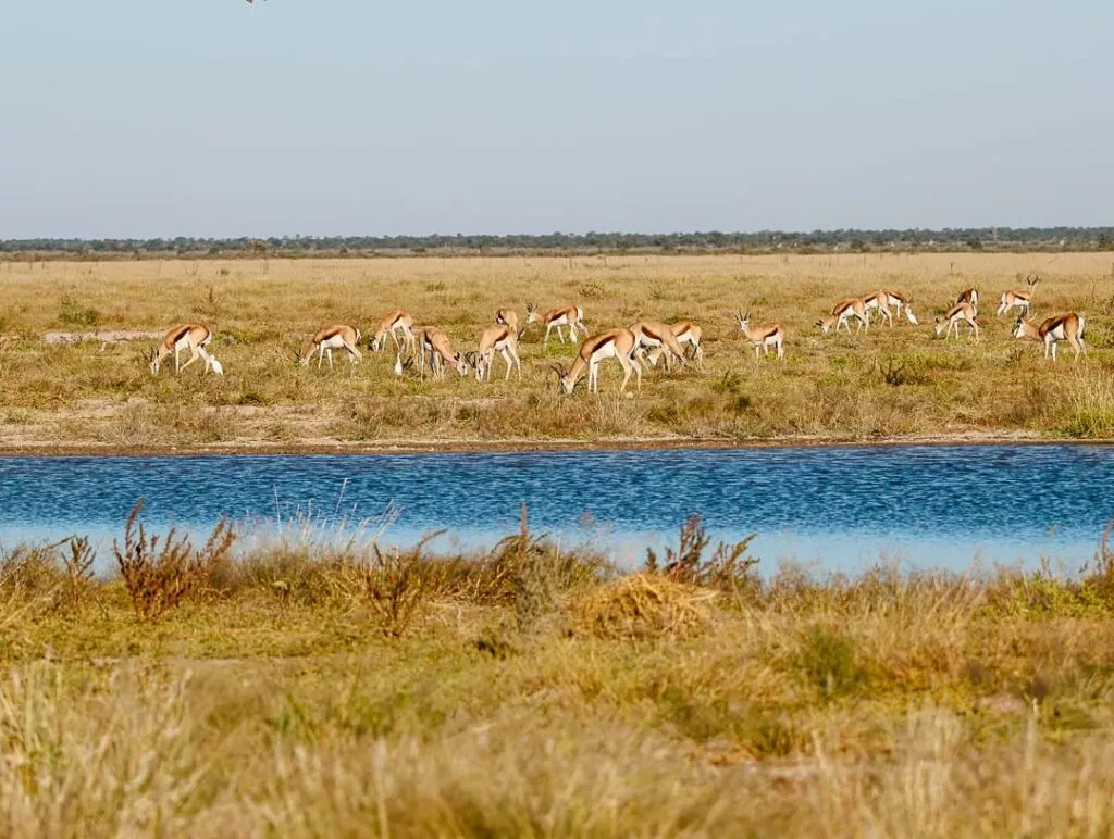 impalas springboecke im etosha nationalpark