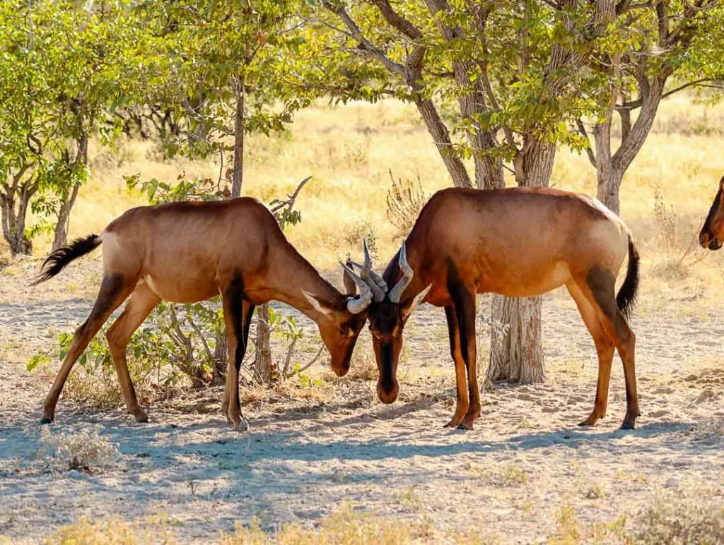 kaempfende antilopen im etosha nationalpark