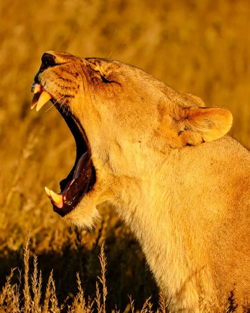 loewe mit weit geoeffnetem maul schoener tierfotografie im etosha nationalpark