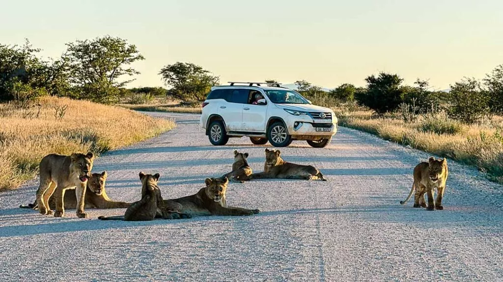 loewen direkt auf der strasse bei der selbstfahrer safari in namibia etosha nationlpark