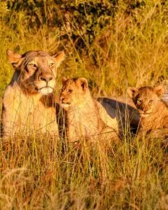 Loewenfamilie Im Onguma Nature Reserve Namibia