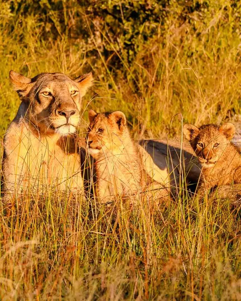 loewenfamilie im onguma nature reserve namibia