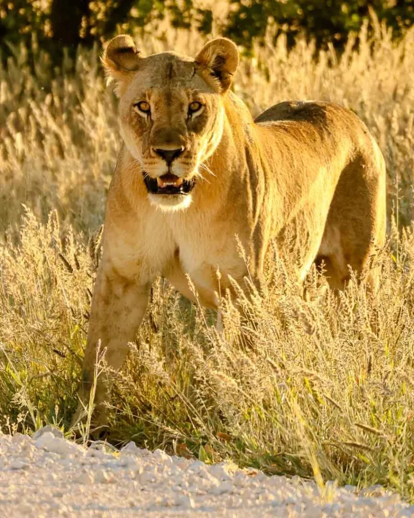 loewin naehert sich unserem auto im etosha nationalpark