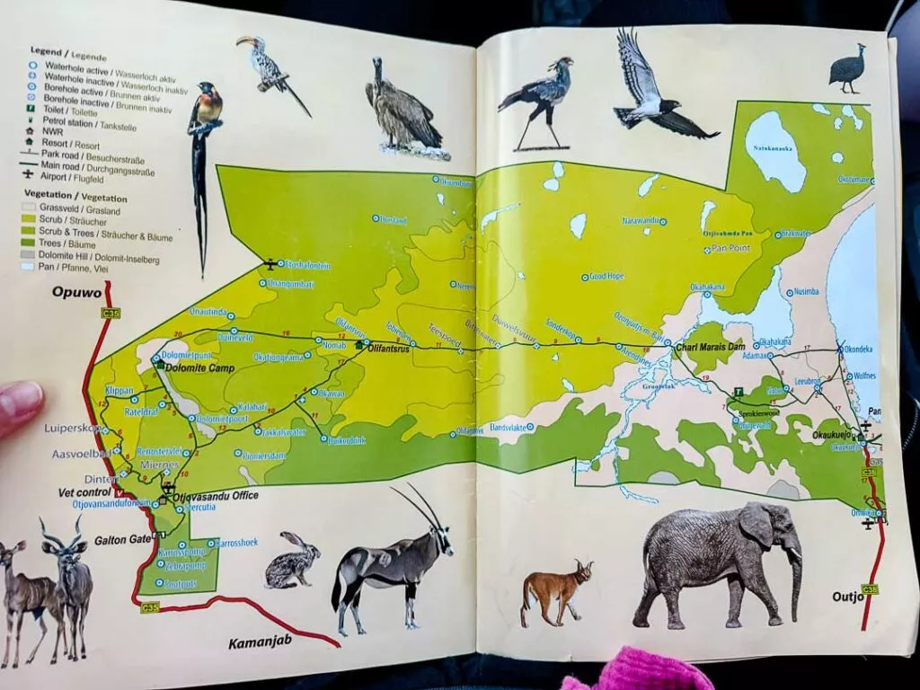 namibia etosha 75 von 89