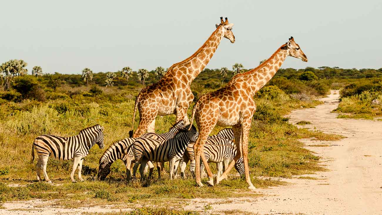Namibia Reise planen