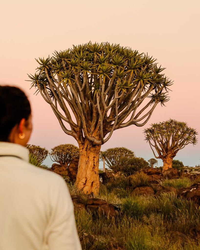 namibia quiver tree forest 20 von 25