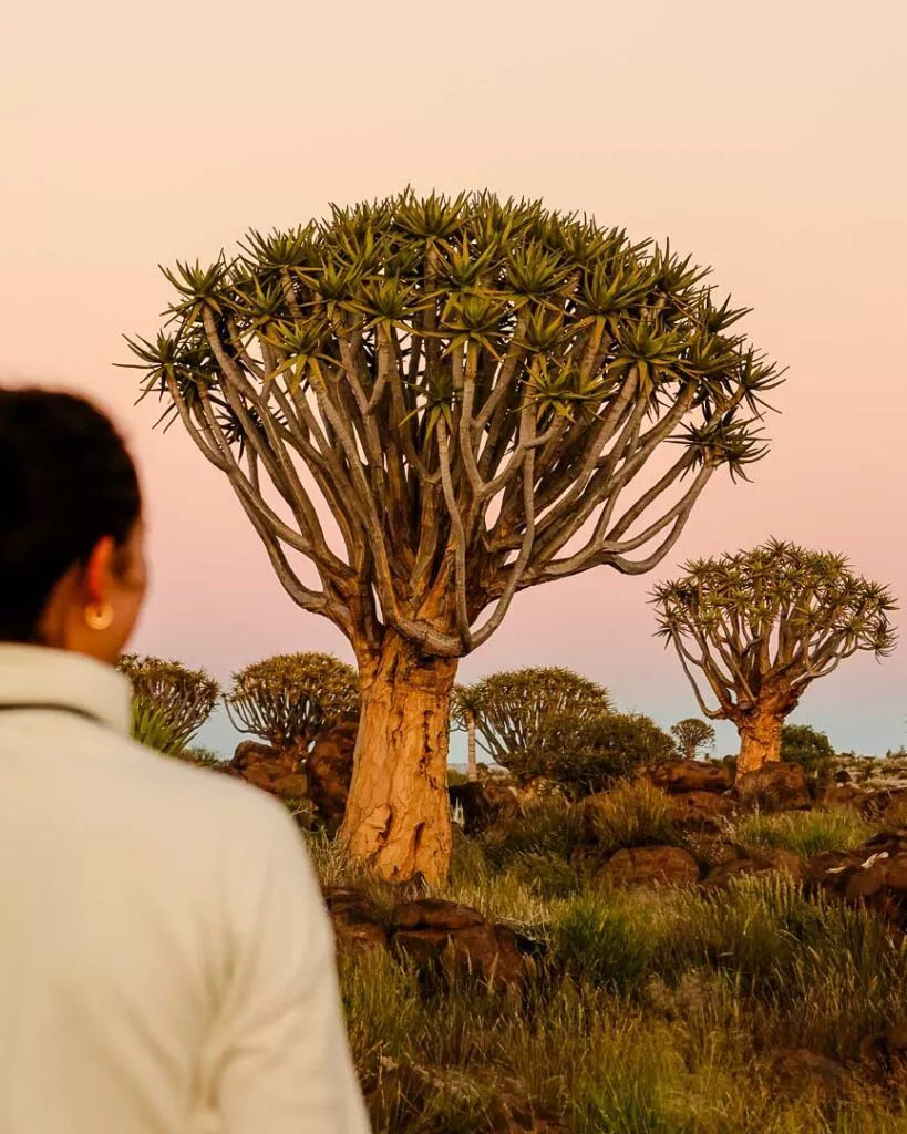 namibia quiver tree forest 20 von 25