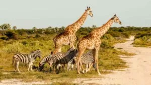 namibia reise planen Namibia Reise planen
