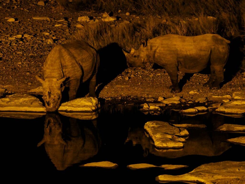 Nashoerner Am Halali Wasserloch Etosha Nationalpark