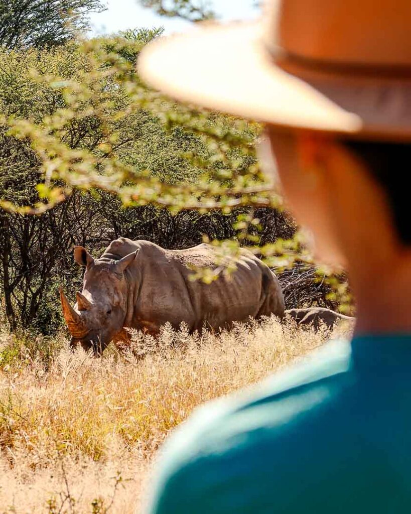 Nashorn beim Rhino Walk in Waterberg, Namibia