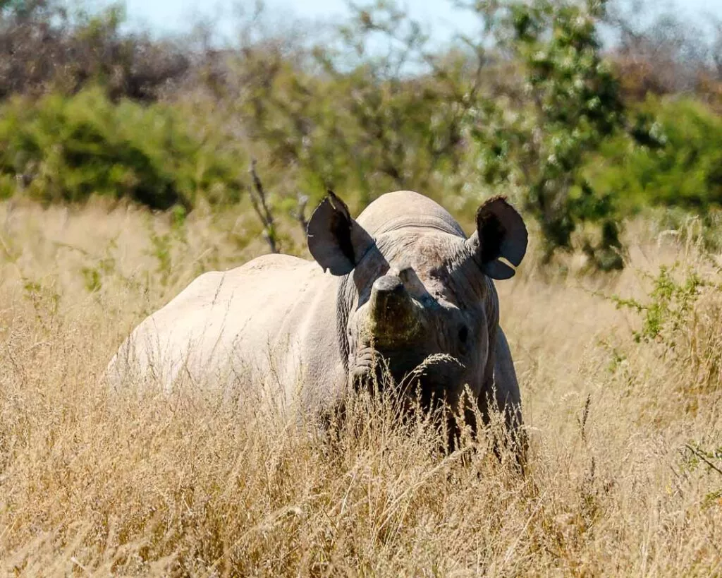 nashorn im gras im etosha nationalpark