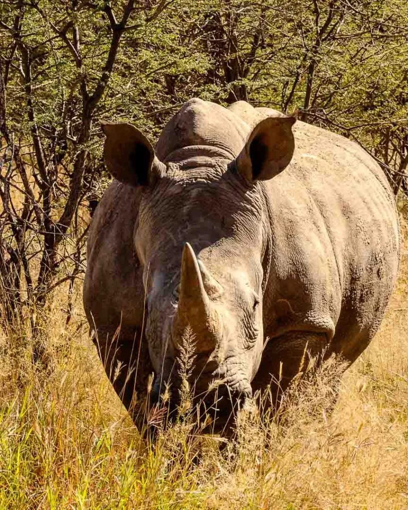 nashorn im waterberg wilderness reserve beim rhino walk