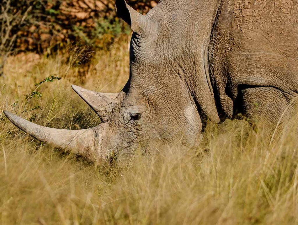 Nashorn in Waterberg, Namibia
