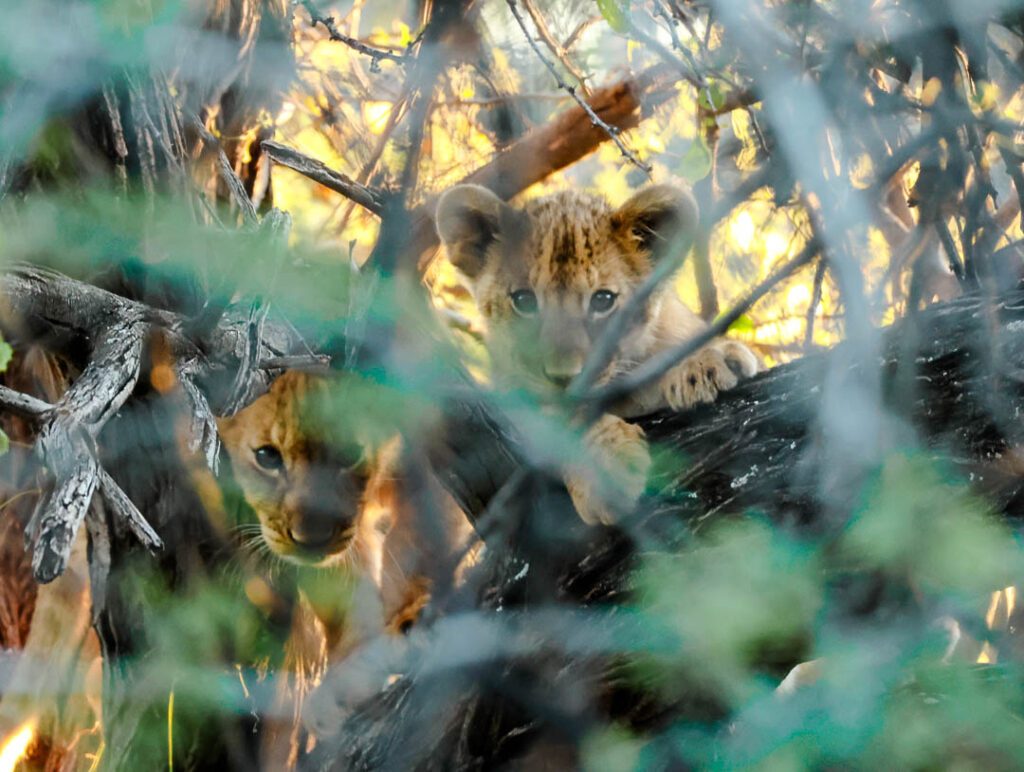 Onguma Game Drive Löwenbabys im Busch versteckt