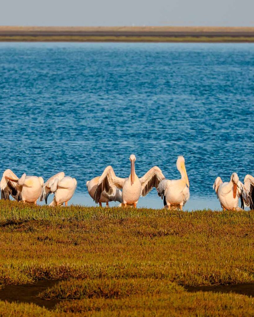 Pelikane Bei Walvis Bay Namibia