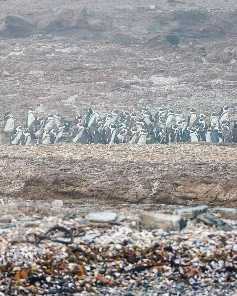 pinguine auf der halifax island