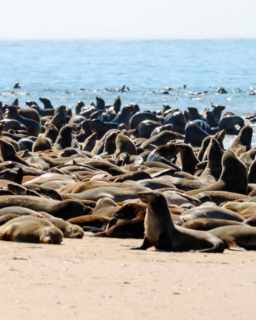 Robben Beim Pelican Point Bei Walvis Bay