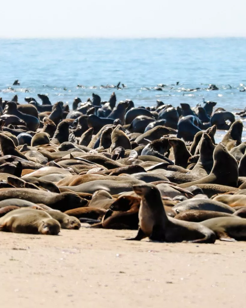 robben beim pelican point bei walvis bay