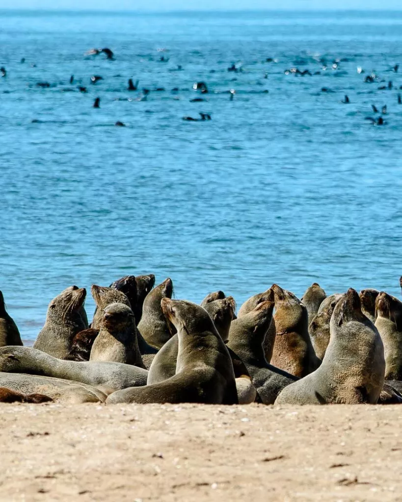 robben highlight bei namibia rundreise 2 wochen