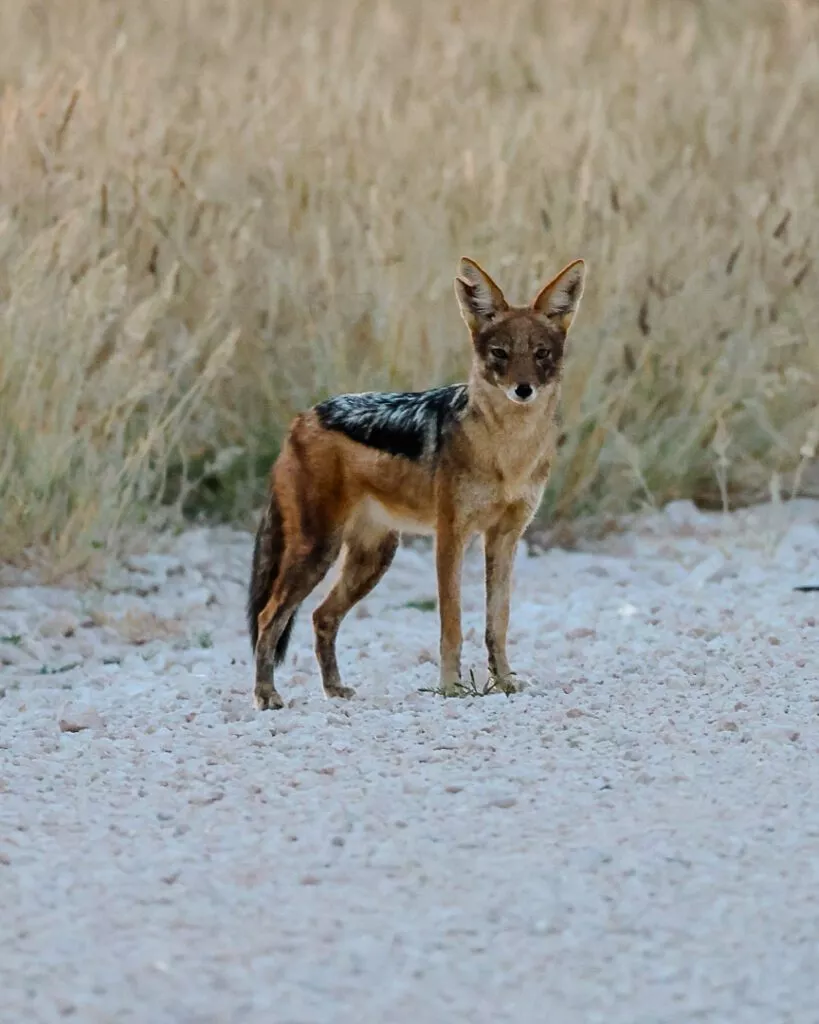 schakal direkt neben der strasse im etosha nationalpark