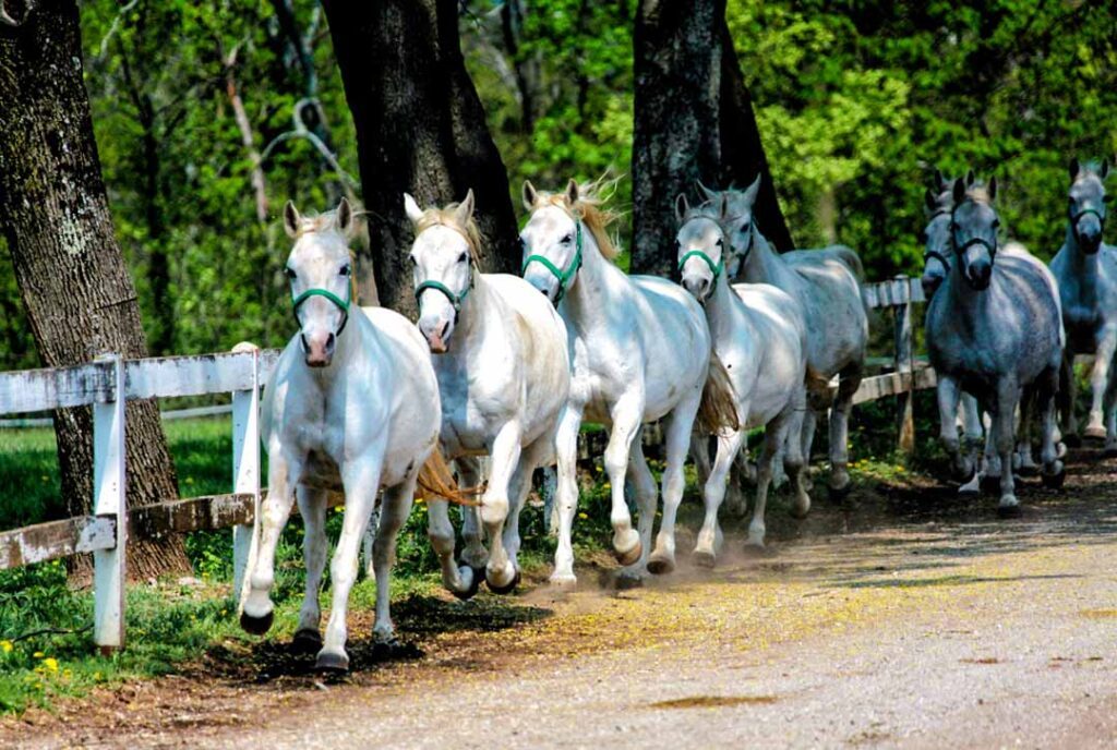 Slowenien Lipica Lipizzaner Pferde