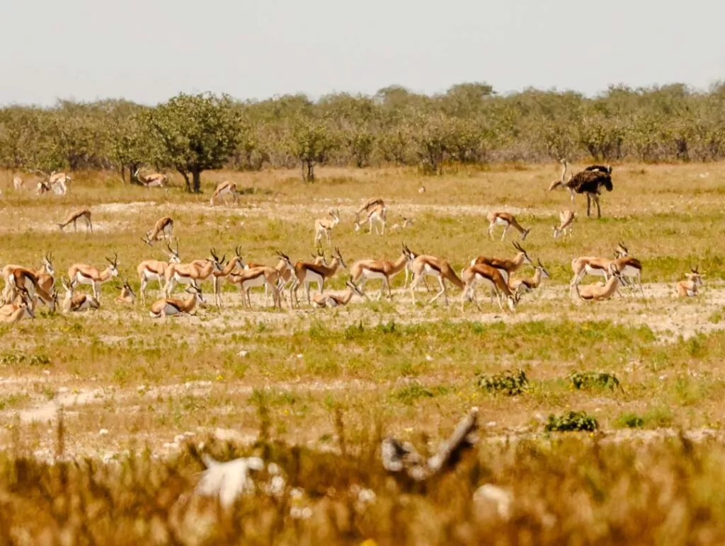 springboecke und strausse in der ferne bei der selbstfahrer safari im etosha nationalpark