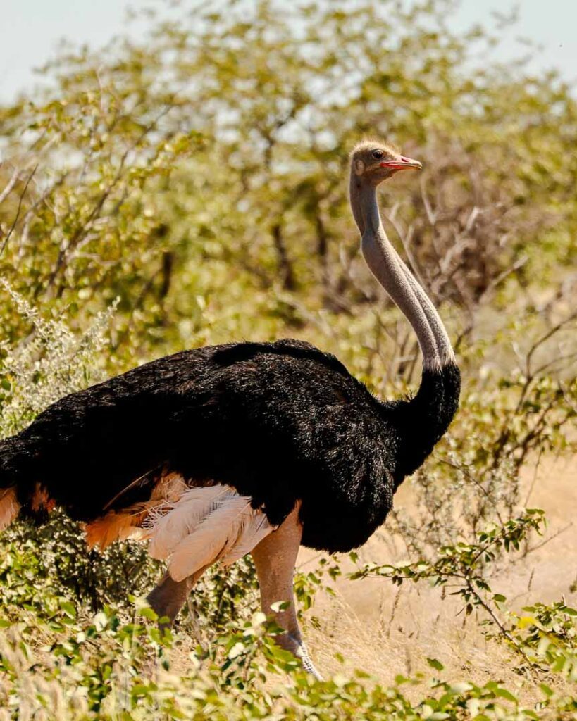 Strauß im Etosha Nationalpark, Namibia