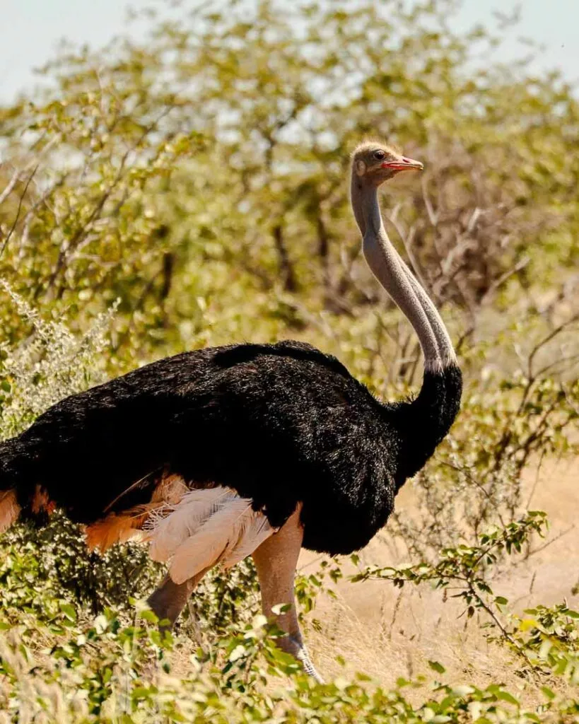 strauss im etosha nationalpark namibia