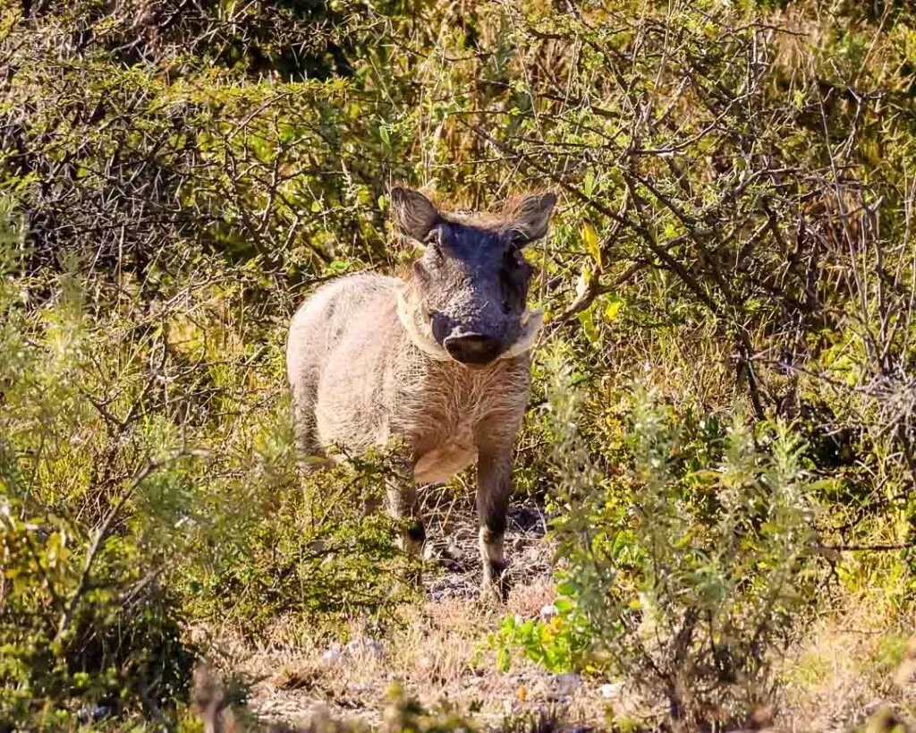 warzenschwein im onguma nature reserve namibia