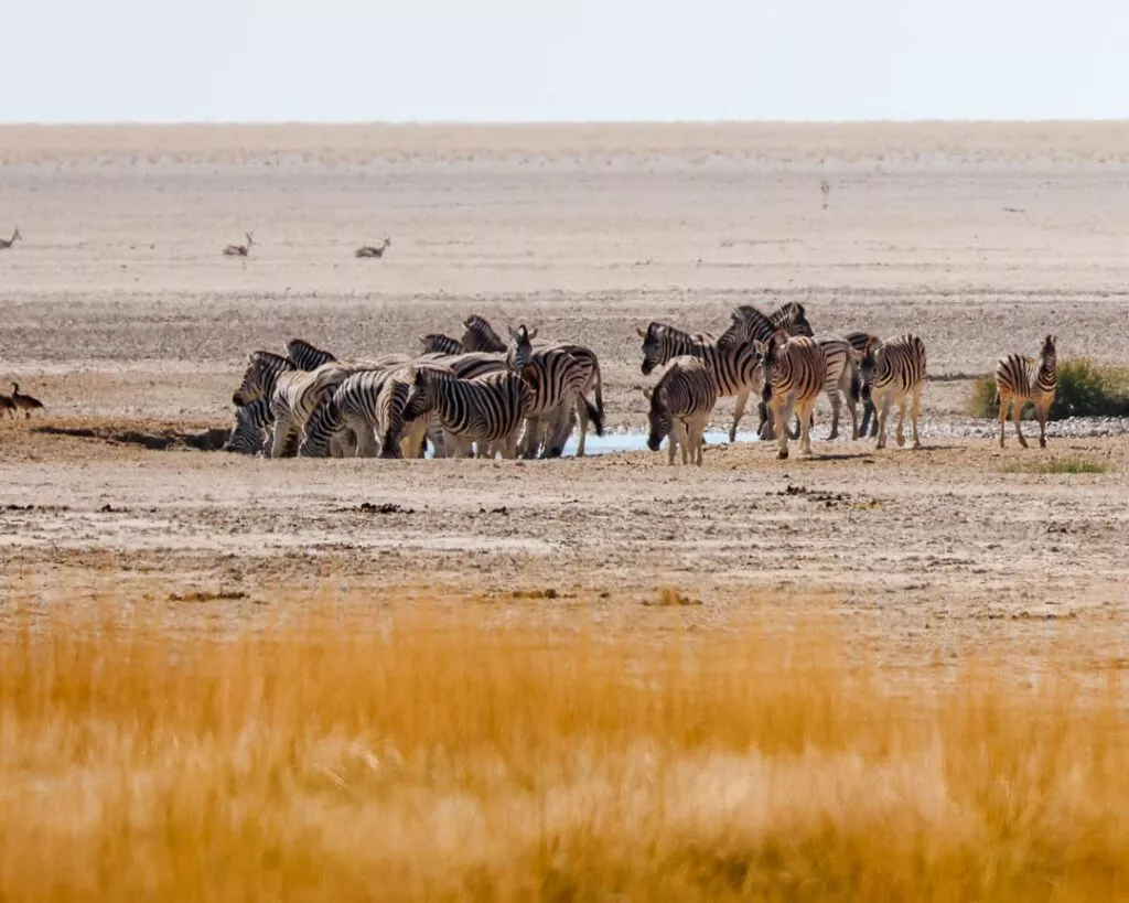 wasserloch mit vielen zebras im etosha nationalpark